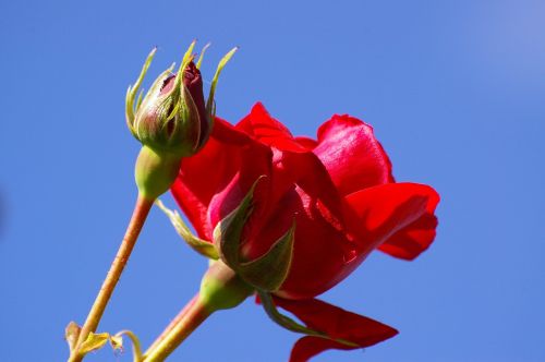 red rose blue sky red