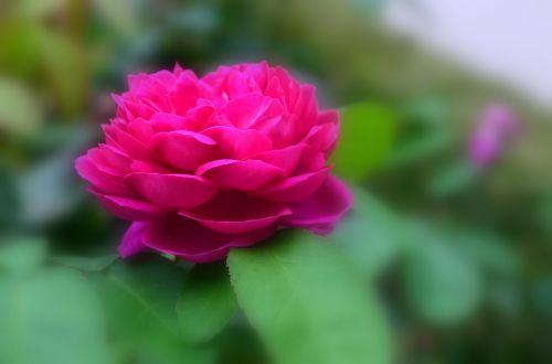 red rose flower blossom