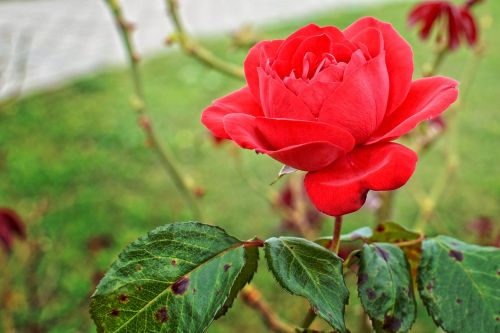 red rose rose blossom