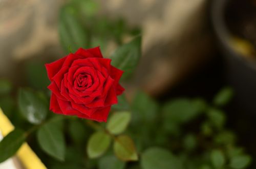 red rose flowers blur