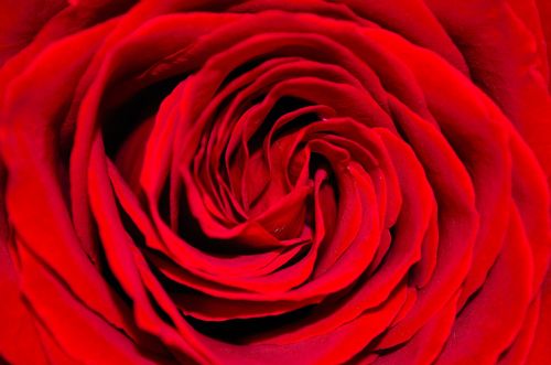 Red Rose - Background