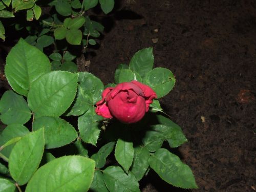 Red Rose Bud In The Dark