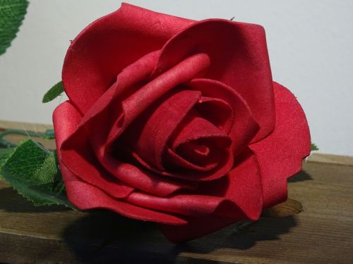 Red Rose Close Up