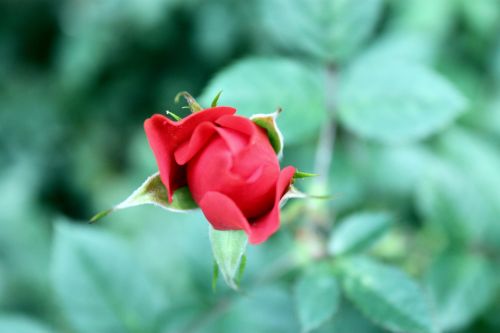 Red Rose Flower