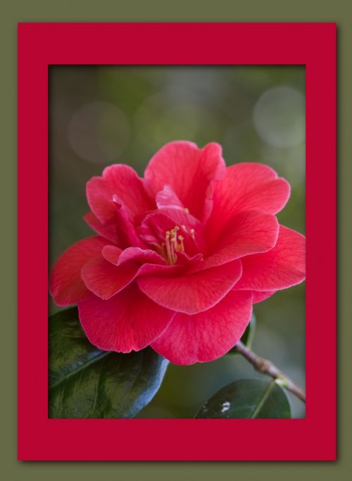 Red Rose Flower Card