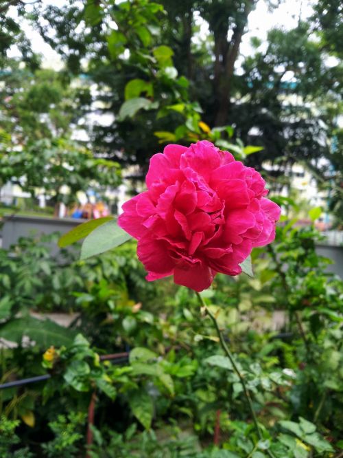 Red Rose Flower In Blossom