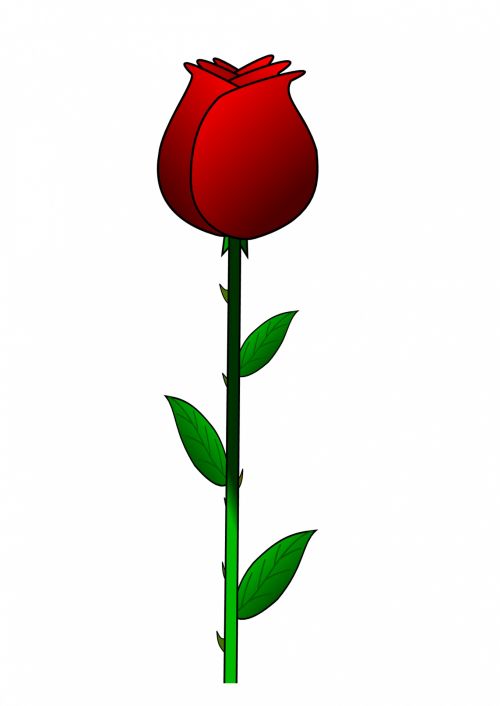 Red Rose Image