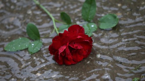 red rose in rain  dark gothic mood  left in silence