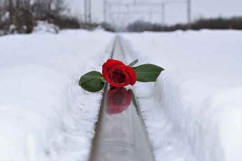 red rose in snow love symbol lost love