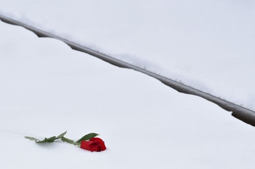 red rose in snow love symbol railway