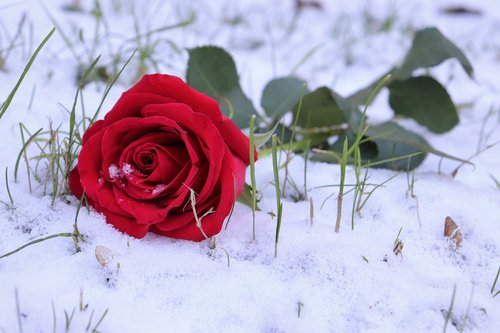 red rose in snow  grass  love symbol