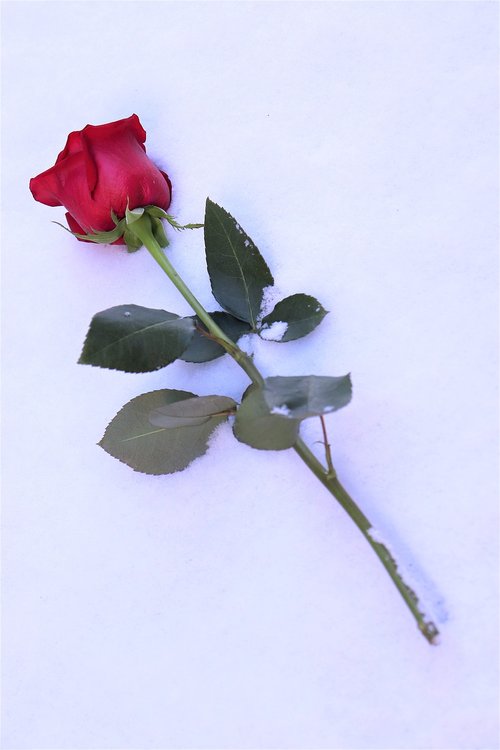 red rose in snow  winter  romantic