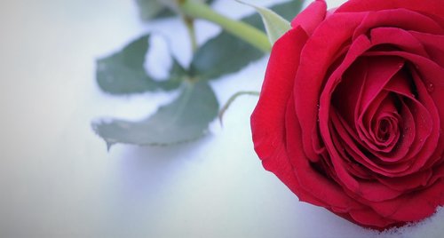 red rose in snow  winter  romantic