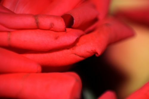 Red Rose Macro Background 3