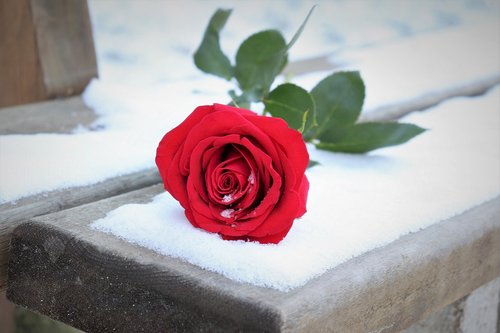 red rose on bench  winter  romantic