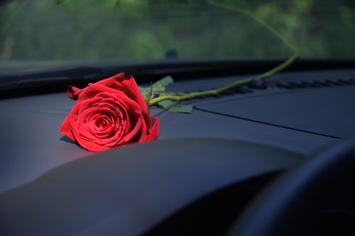 red rose on car dashboard  sun ray  natural light