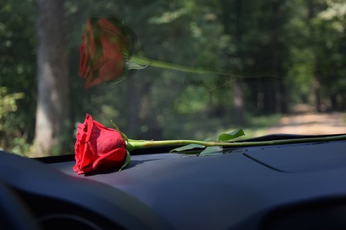 red rose on car dashboard  reflection on car glass  sun ray