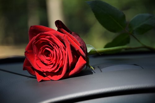 red rose on car dashboard  sun ray  love