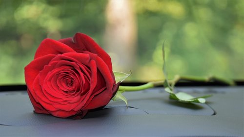 red rose on car dashboard  love  romantic