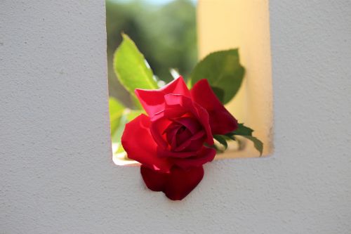 red rose on fence window love symbol traditional