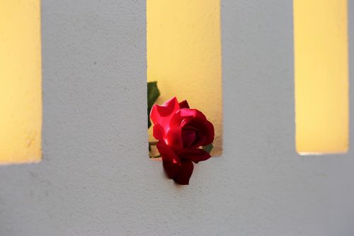 red rose on fence window love symbol backlight