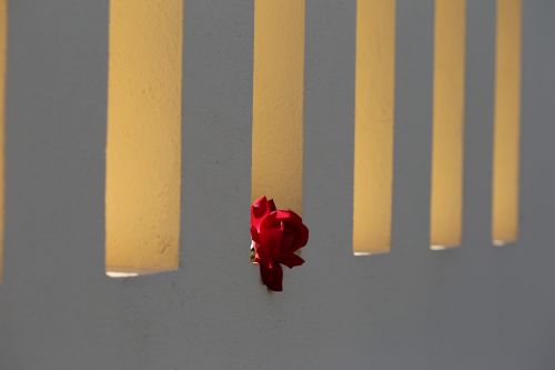 red rose on fence window backlight fresh