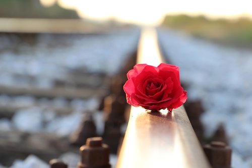 red rose on rail  lost love  remembering