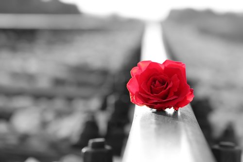 red rose on rail  black and white  lost love