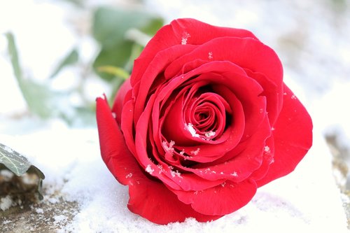 red rose on stone  love symbol  snow