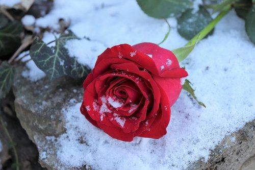 red rose on stone  love symbol  snow