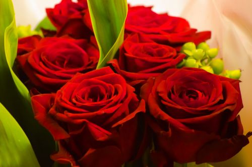 Red Rose - Valentine&#039;s Day