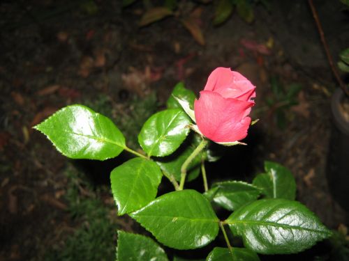 Red Rosebud