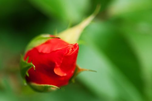 Red Rosebud On Green