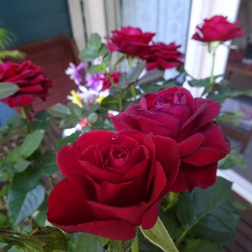 Red Roses 1