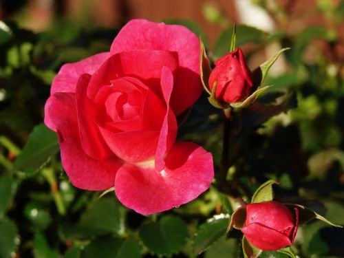 red roses roses plants