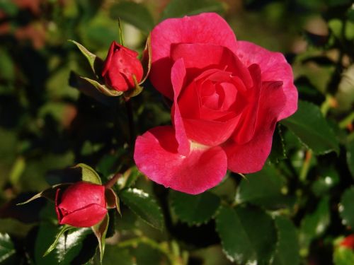 red roses roses plants