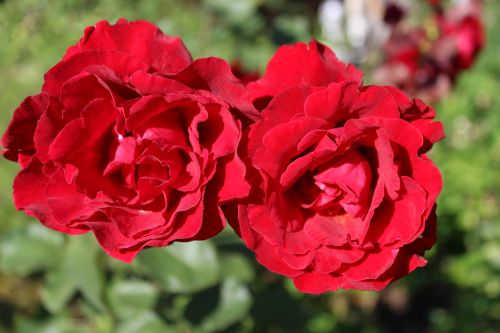 red roses rose summer