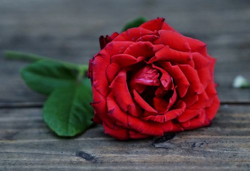 red roses flower love