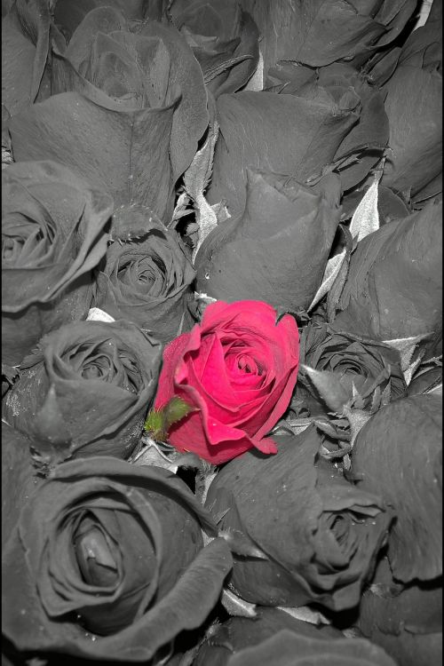 red roses one difference