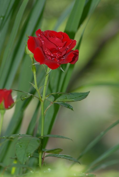 red roses wild flowers