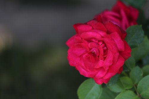 red roses  flower  romantic