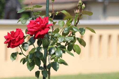 red roses  flower  romantic