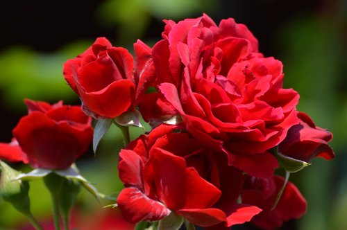 red roses  summer  garden