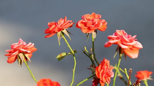 red roses  flower  bloom