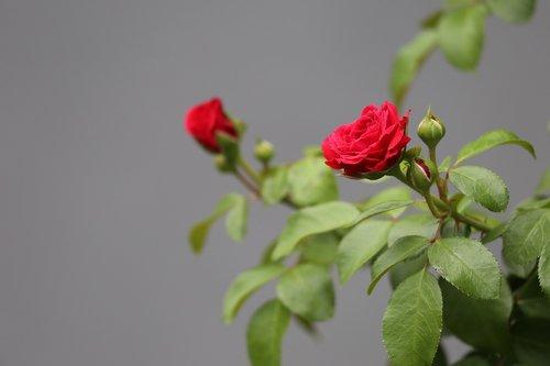 red roses  bloom  flower