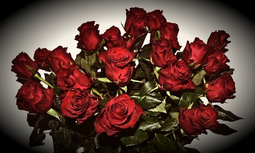 red roses  mourning  last greeting