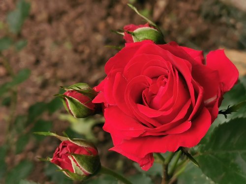 red roses  buds  romantic