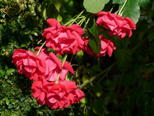red roses rose flower