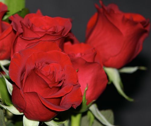 red roses rosebud flowers