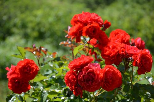 red roses rose rose garden